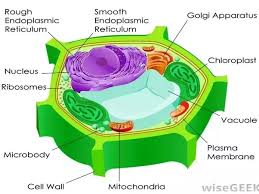 What Are The Parts Of An Animal Cell And Its Functions Quora