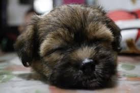 Right now i have a shih tzu/maltese mix and he will be 17 in feb. French Bulldog Mixed With Shih Tzu 101 Info Smiling Bulldogs