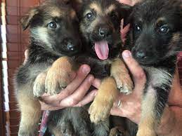 The average cost for all german shepherds sold in the texas area is $1,200. For Sale Shepherd Country