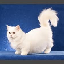 These animals don't take solitude very well, so they'll require your company when you're home. Napoleon Minuet Cat Cat Breed Selector