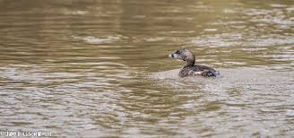 13147508 10209545333058470 8572744241072943589 O Jpg 2048 962 Bird Photography Wildlife Photography Travel Photography