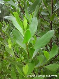 Image result for Lumnitzera racemosa