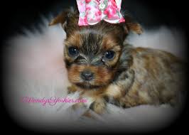 We have been connecting families with healthy well socialized teacup yorkie puppies for sale. Female Teacup Yorkie Puppies For Sale In Tx Wendys Yorkies