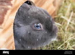 kaninchen mit blauen augen geradeaus