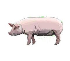 cerdo de un toque de acuarela, dibujo coloreado, realista. ilustración  vectorial de pinturas 2735524 Vector en Vecteezy