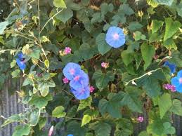 Pin On Mygardenanswers