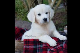 I am an active puppy who loves other dogs, as well as my humans. Magical Goldens Has Golden Retriever Puppies For Sale In Prim Ar On Akc Puppyfinder Golden Retriever Retriever Puppy Puppy Training Guide