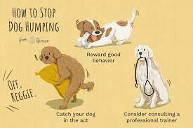 Reasons Why Dogs Hump And How To Stop It