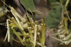 Image result for Erianthemum dregei