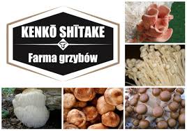 Delikatesy, napoje, żywnośc ekologiczna w świetnych cenach. Grzyby Shiitake Home Facebook