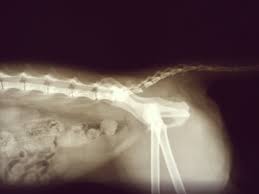Broken, fractured or dislocated cat tail. Today Is My Cake Day Just Share With You The Broken Tail From My Cat Album On Imgur