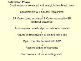 Mechanism Of Muscle Contraction And Relaxation Muscle