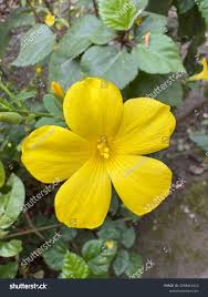 Image result for Reinwardtia indica