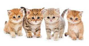 1,000+ vectors, stock photos & psd files. 61 115 Kittens Photos Free Royalty Free Stock Photos From Dreamstime