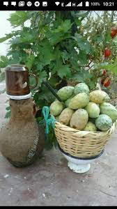 Pin By Med Elansri On Maroc Fruits And Vegetables Fruit Cucumber