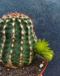 With a little tlc, this winter plant will flower again and again. Eaum0okhnlegzm