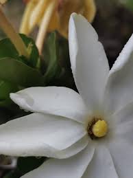 Image result for Gardenia cornuta