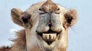 The term 'antibiotic' is referred to chemical substances that kill or inhibit the growth of microorganisms. Weird And Wild Camel Prescribed With Antibiotics After Woman Bites Its Crotch