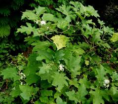 Image result for Solanum aculeatissimum