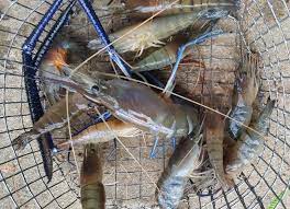 See 3 unbiased reviews of gerai makan mak ngah udang galah sepit biru, rated 3.5 of 5 on tripadvisor and ranked #5 of 9 restaurants in kuala rompin. Sepit Biru Mileseven Dari Kolam Terus Ke Dapur Agro Malaysia