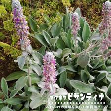 楽天市場】ハーブ 苗 【ラムズイヤー （スタキス ビザンティナ】 3号ポット苗 : 苗木部 ｂｙ 花ひろばオンライン