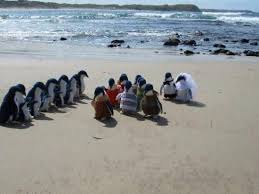 Saw These Guys At The Beach Today Penguins Penguin Wedding Funny Animal Pictures