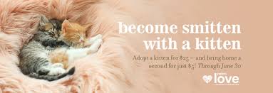 Aesthetic or funny slogans are likely to make your audience laugh as well as communicate a message. Home San Diego Humane Society