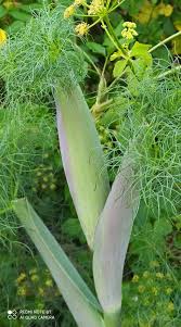 Ferula communis (ferula, feurra in... - Su Niu De S'achili | Facebook