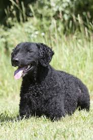 45 Best Large Dog Breeds For People Who Have A Lot Of Love To Give Dog Breeds Curly Coated Retriever Dogs