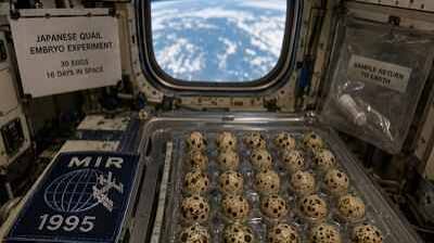 In 1995, NASA sent 30 fertilised Japanese quail eggs to the Mir space station for 16