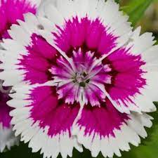 Dianthus Chinensis China Pink Dianthus Flowers Strange Flowers Beautiful Flowers