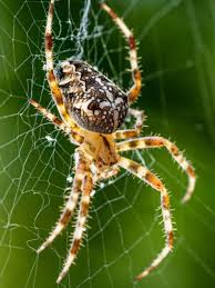 Pode indicar insegurança: veja os significados de sonhar com aranha