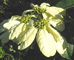 Image result for Euphorbia pulcherrima