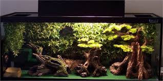 Forest Gecko Enclosure Gecko Vivarium Leopard Gecko Habitat Gecko Terrarium