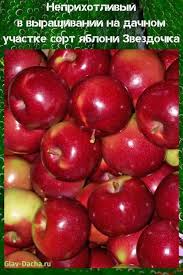 яблочный сок на зиму в домашних условиях через соковыжималку Yablonya Zvezdochka V 2020 G Posadka Zelenye Listya Uhod