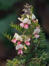 Image result for Tephrosia argyrolampra