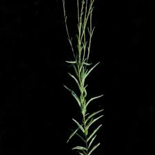 Image result for Buchnera chimanimaniensis