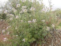 Image result for Cleome schimperi