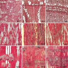 Image result for Triainolepis