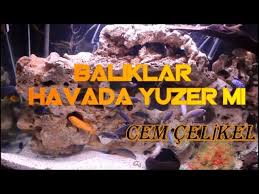 Akvaryum Nasil Berrak Olur Nasil Temizlenir Kurulumu Baliklari Temizligi Suyu Youtube