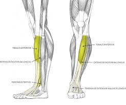 All of the quad muscles have a common insertion point at the kneecap. Muscles Of The Leg And Foot Classic Human Anatomy In Motion The Artist S Guide To The Dynamics Of Figure Drawing