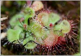 It is a beautifully rossetted shape with spoon shaped leaves. Drosera Burmanni Efloraofindia