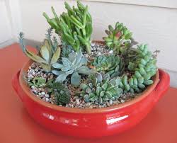 Succulent Dish Garden Brocade Designs Succulent Garden Indoor Succulents Indoor Garden Renovation Ideas