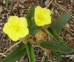 Image result for Melhania prostrata