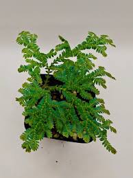 Image result for Selaginella congoensis