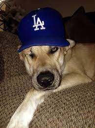 Dodger Dog Dodgers Dodger Dog Baseball