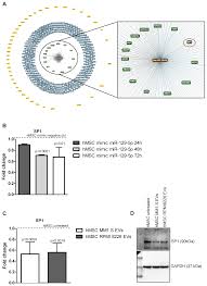Convertire euro in leo (eur in leocoin). Cancers Free Full Text Extracellular Vesicle Micrornas Contribute To The Osteogenic Inhibition Of Mesenchymal Stem Cells In Multiple Myeloma Html