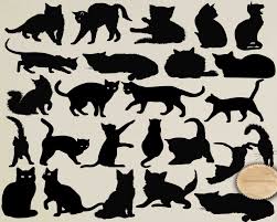 Cat Png