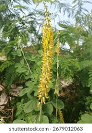 Image result for Eriosema