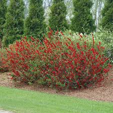 One look at 'texas scarlet' flowering quince in bloom and most gardeners are sold! Double Take Scarlet Flowering Quince Flowering Quince Chaenomeles Flower Bed Designs